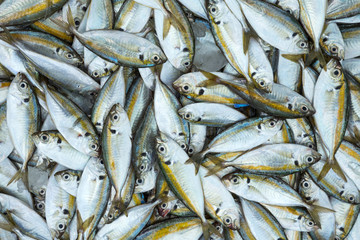 Obraz premium Fresh sea fish sold in the market.