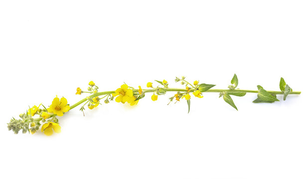 Verbascum Thapsus In Studio