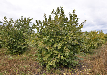 Dendriform bush hazelnut