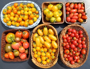 Tomatoes.