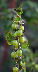 On the branch of the bush ripens the gooseberry fruit