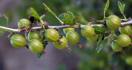 On the branch of the bush ripens the gooseberry fruit
