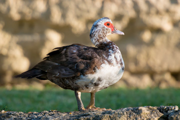 Cairina moschata domestica male domestic muscovy duck