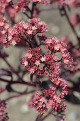 Orpine Purple Emperor