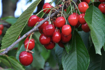 Branch with ripe berries of cherries
