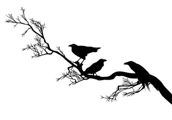 flock of ominous raven birds sitting on a leafless tree branch - black and white vector silhouette design