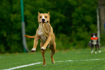 American Staffordshire Terrier dog on a summer day