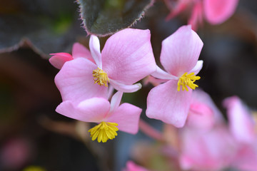 Wax begonia Carmen