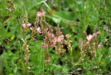 Pink flowers sainfoin