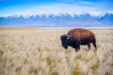 Amerikaanse bizon op het gebied van Antelope Island State Park, Utah