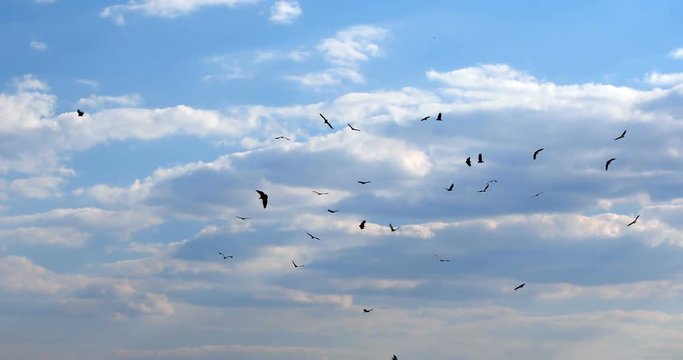 Flock of african Vultures circling , Botswana Africa wildlife