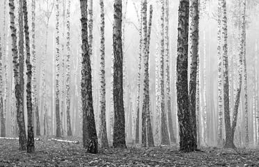 Gordijnen Zwart-wit foto van zwart-witte berken in berkenbos met berkenschors tussen andere berken © yarbeer