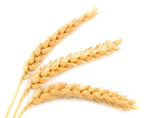 Ripe ears of wheat.