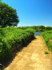 江戸川に続く道風景