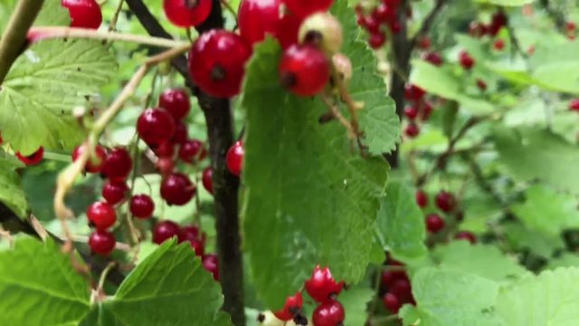 Closeup shot of redcurrant bushes with ripe berries