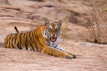 Keuken spatwand met foto Tiger Panthera tigris tigris- Dhamdhama female cub, Bandhavgarh Tiger Reserve, Madhya Pradesh, India © RealityImages