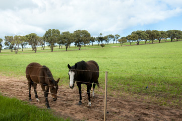 Horse Pasture - Western Australia