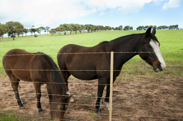 Obraz premium Horse Pasture - Western Australia