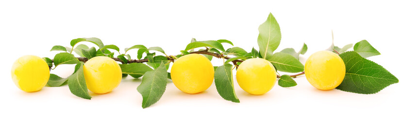 Plum branch with ripe fruits.