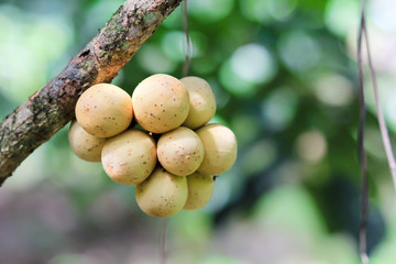 Asian fruit Langsat, Longkong, in the garden.