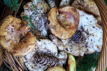 Full basket of autumn mushrooms. Natural organic food. Mushrooms in a natural setting, with earth, leaves and branches of needles. Autumn gathering of mushrooms. Composition with wild mushrooms.