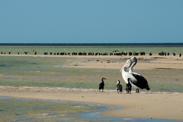 Pied Cormorants & Pelicans - Monkey Mia - Western Australia