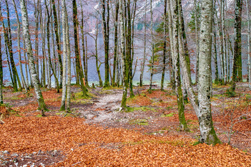 Fototapeta premium Colorful autumn leaves on the ground in the forest
