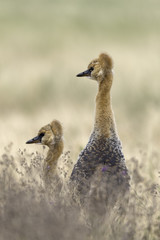 Grey Crowned Crane - Grijze kroonkraan