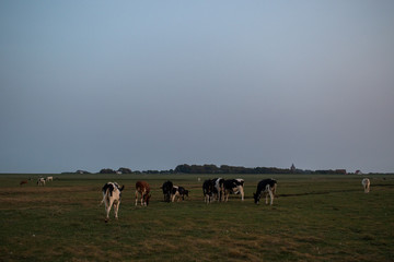 Weidende Kühe auf Insel Neuwerk