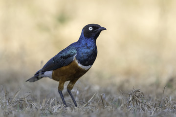 Superb Starling -driekleurige glansspreeuw