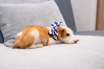 Adorable sleepy puppy posing on a sofa