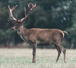 Naklejka na ściany i meble Red deer buck with swept bloody antler standing in meadow.