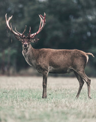 Red deer buck with swept bloody antler standing in meadow.