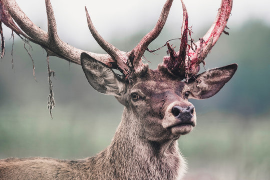 Red Deer Stag With Fresh Swept Bloody Antler. Headshot.