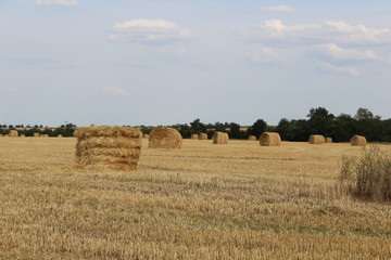Fototapeta premium Yellow bales of straw against the background of the harvested field. Infinite chamfered wheat field.. Autumn, harvesting