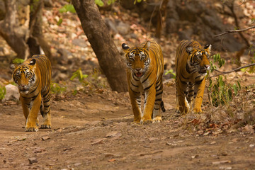 Tiger Panthera tigris tigris- T 39 with cubs, Ranthambhore Tiger Reserve, Rajasthan, India