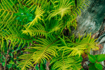 Green fern leaves in sunlight. Textured background of a tree.