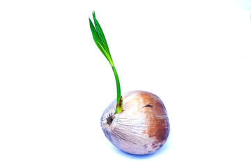 coconut sprout