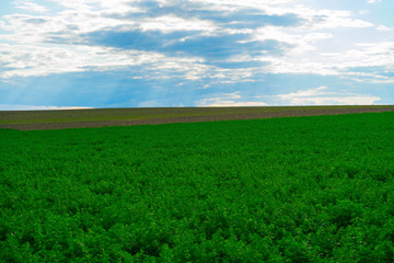 Obraz premium harvested fields in the late summer blue sky in Rheinhessen rhineland-palatinate