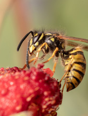 Wasp eating Strawberry