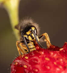 Wasp eating Strawberry