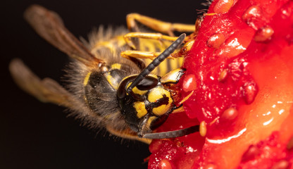 Wasp eating Strawberry