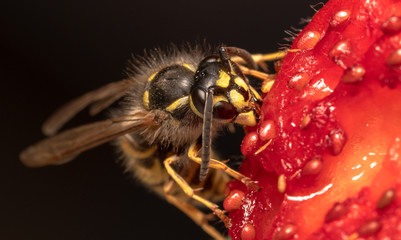 Wasp eating Strawberry