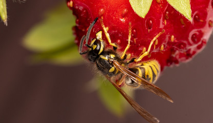 Wasp eating Strawberry