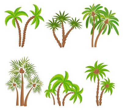 Different palm trees set isolated on white background. Tropical plants vector illustration. Rainforest jungle plants. Summer beach resort decoration