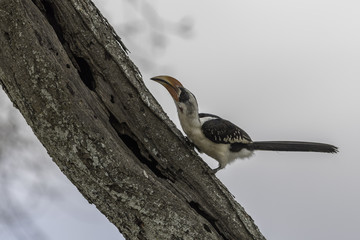 Von Der Decken's Hornbill  - Von der deckens tok