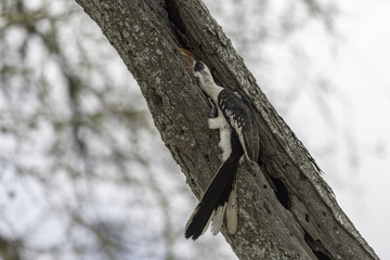 Von Der Decken's Hornbill  - Von der deckens tok