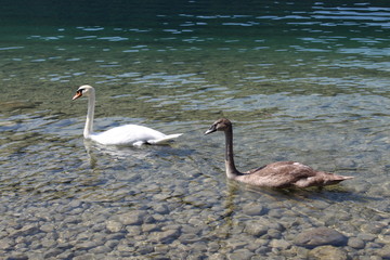 Coppia di Cigni al lago - amore