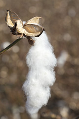 cotton farming field