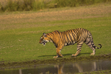 Fototapeta na wymiar Tiger, Panthera tigris tigris, Pacman, Ranthambhore Tiger Reserve, Rajasthan